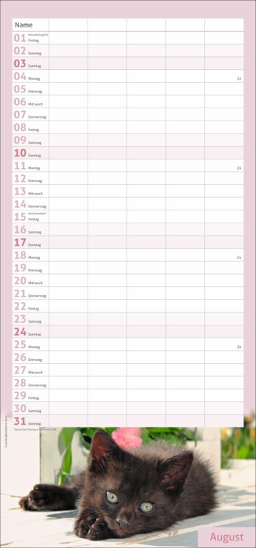 familienkalender katzen