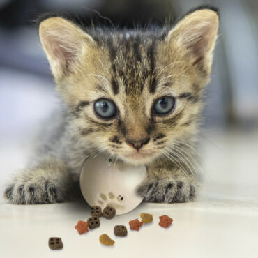 snackball katze-werbeartikel